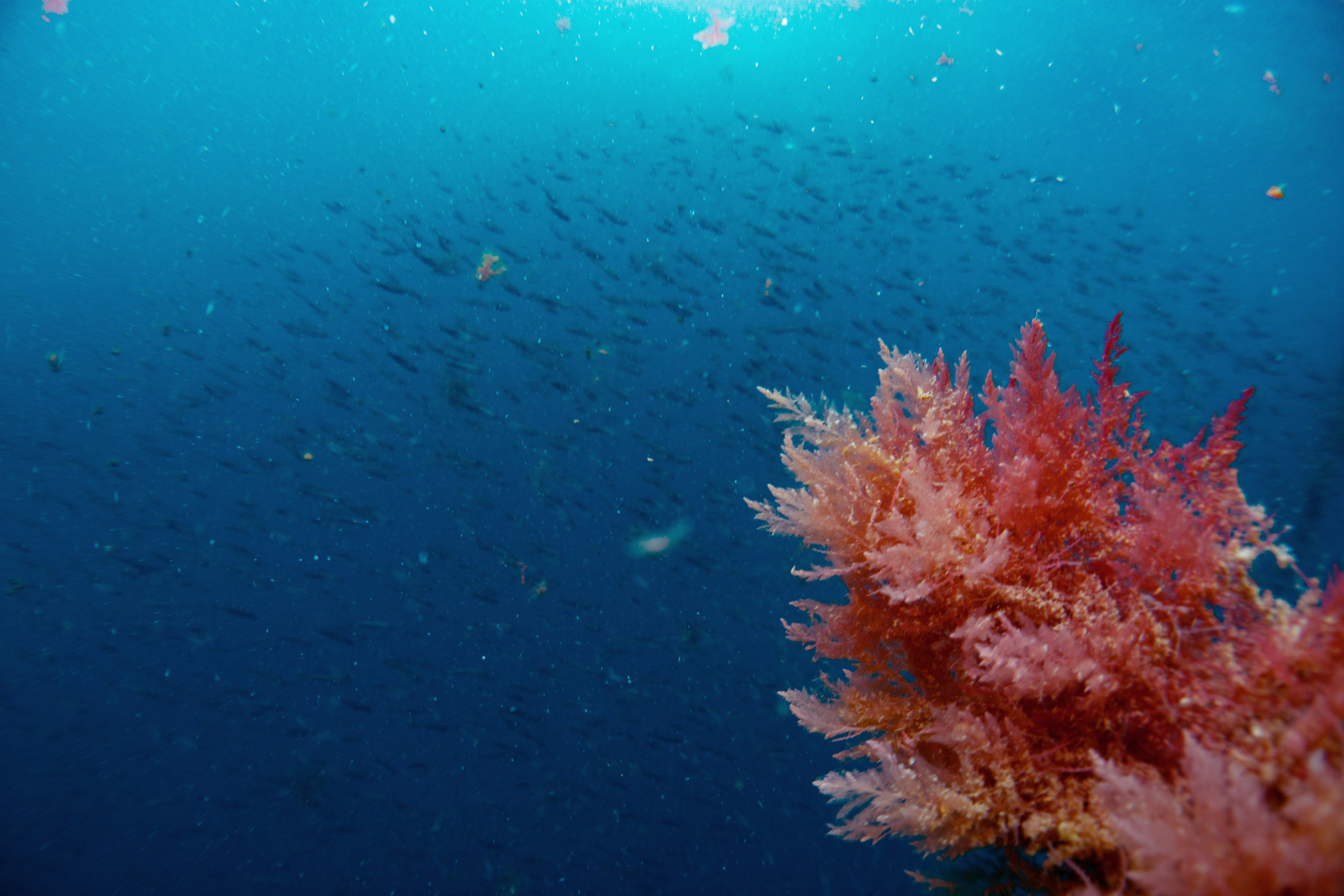 Sea Forest X 4 Pines